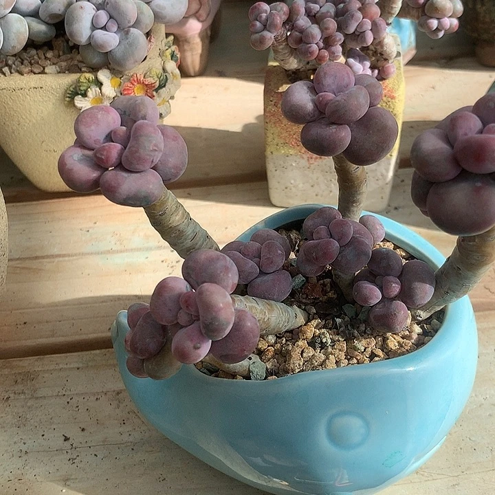 幸***士可可萝萝莉控log咯童模饿了咯路博罗