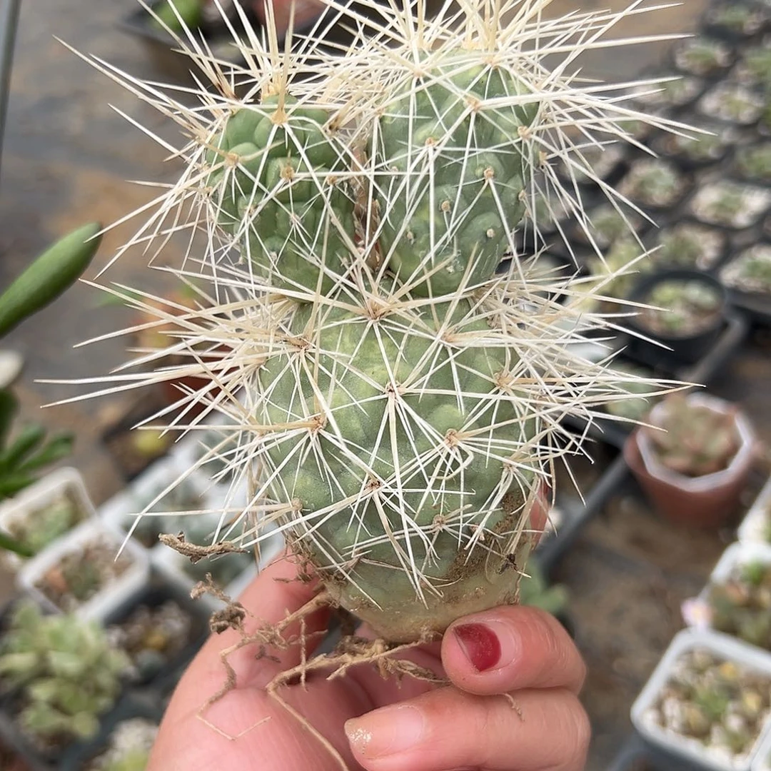 多肉植物狂刺习志野