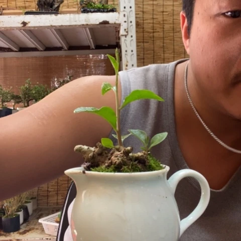 红陶一物一拍所见即所得276