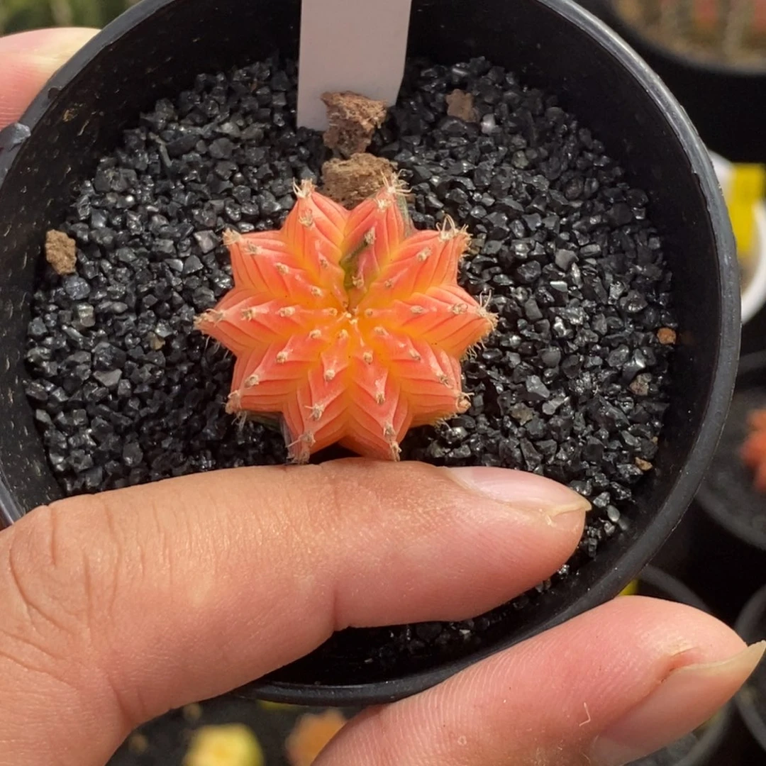 精品米哈—脱土发货22