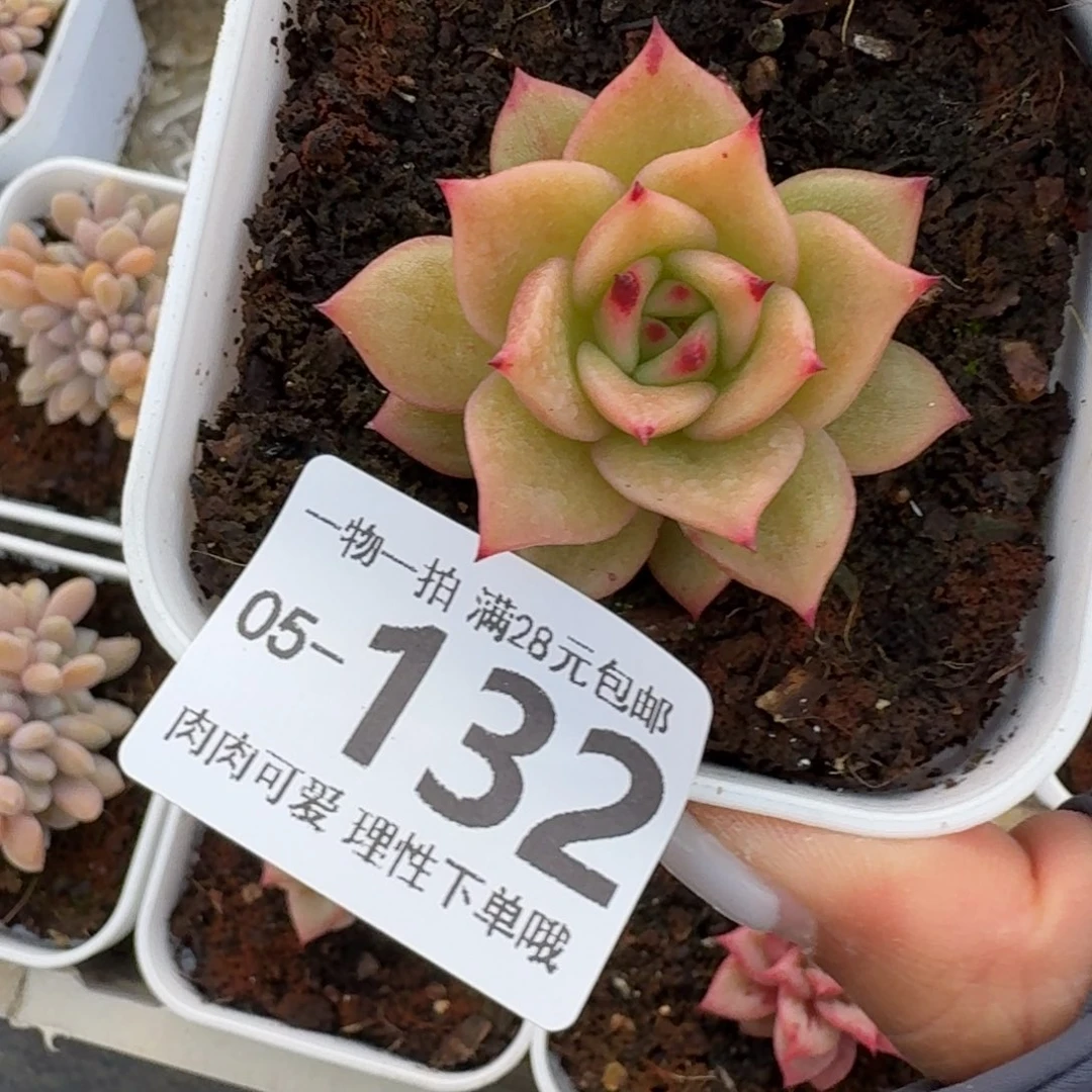 蔷薇无盆土发货无