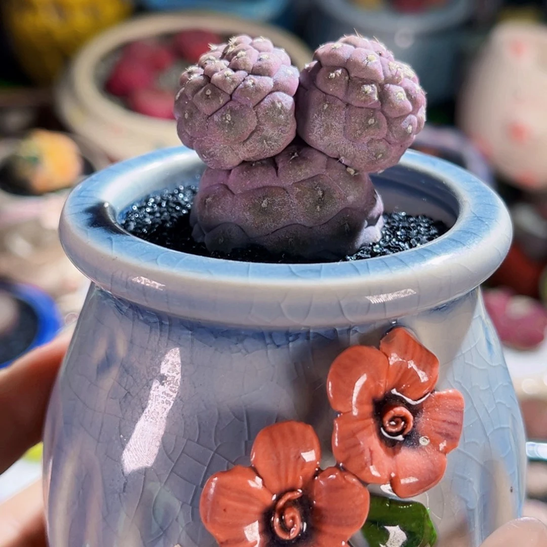 三头米奇头习之野