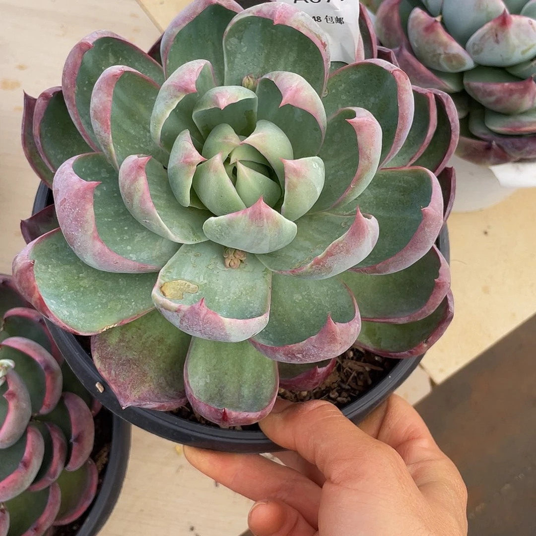 多***语惊鸿077多肉多肉多肉多肉