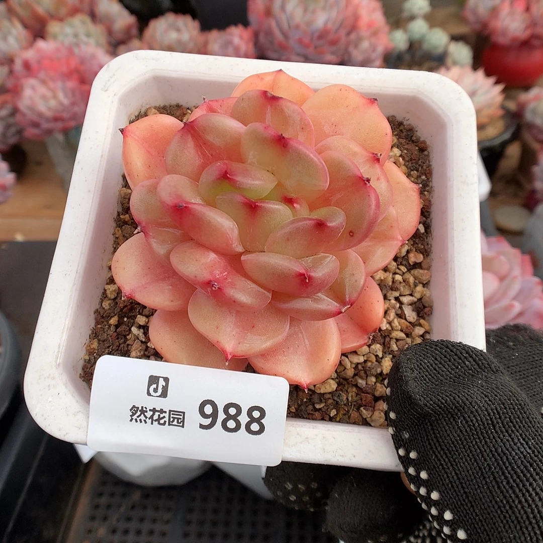 988梦露香莱尔多肉植物66666