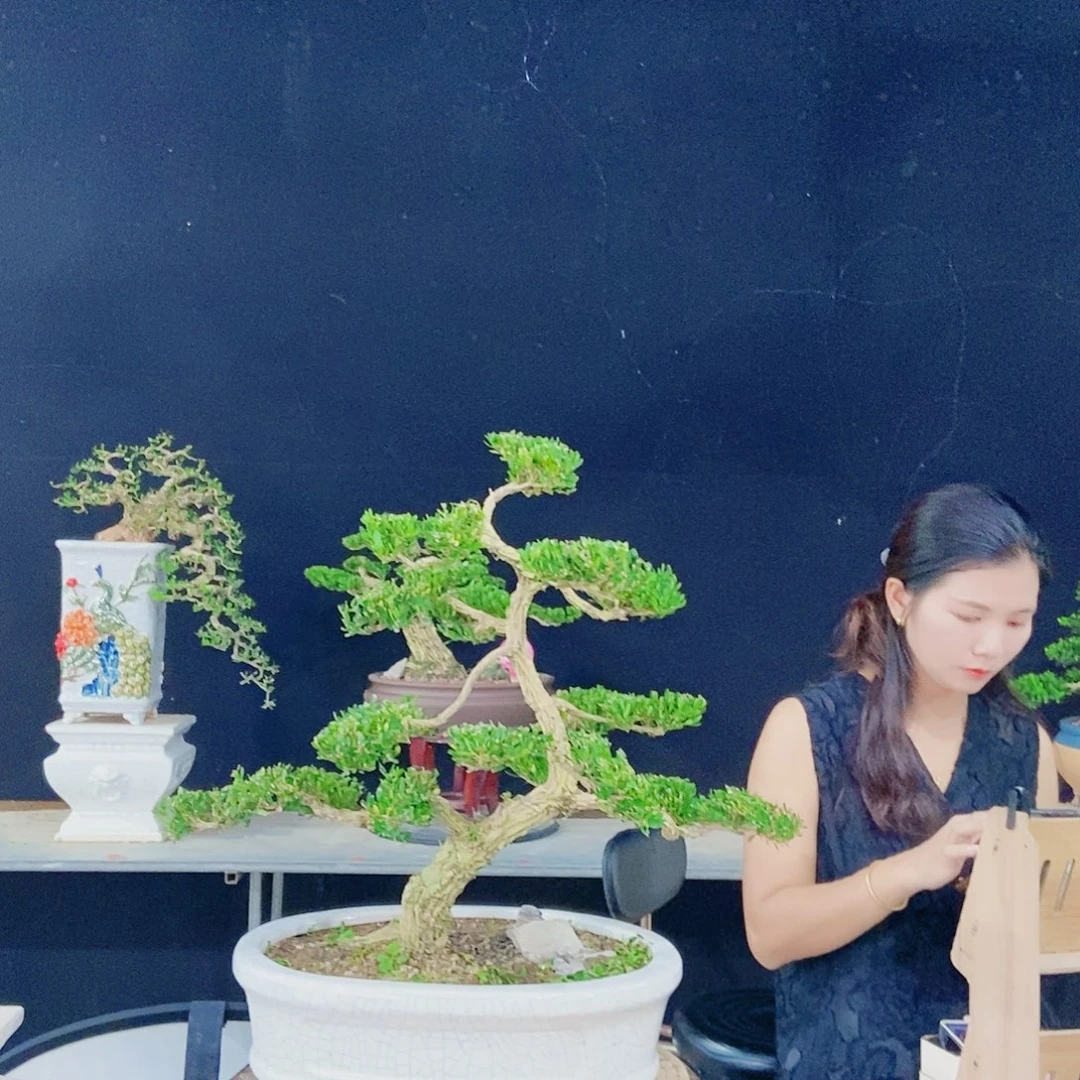 王***岭当前无花朵，栽培后可花朵