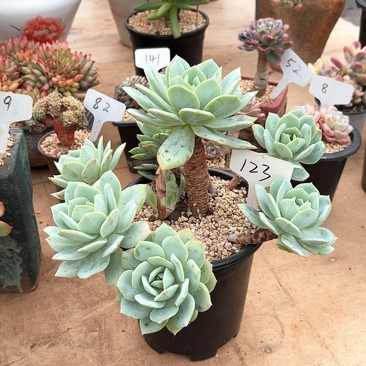 多肉植物，恋曲123号