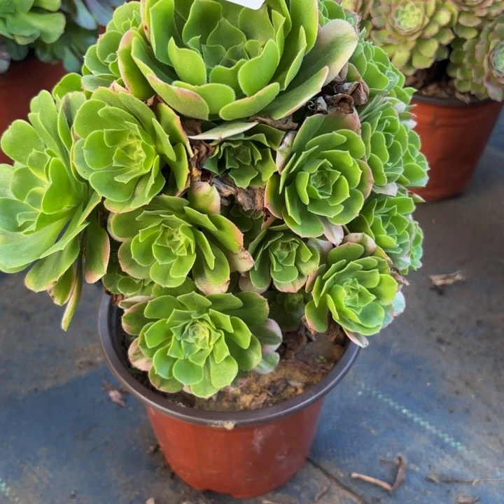 瑞妈多肉园艺523辛尼亚。