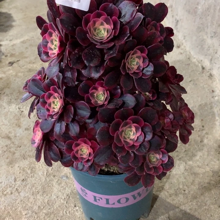 境*105美杜莎多肉特价包邮不售后