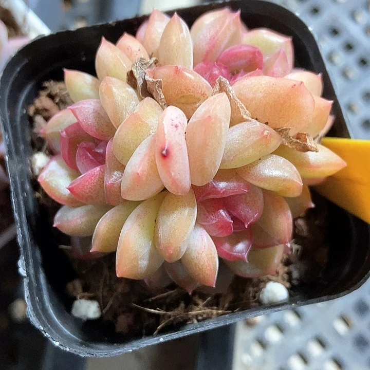 多肉植物琴心523