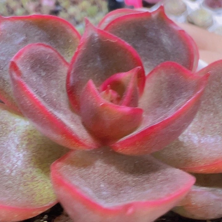 红灯19包邮多肉植物