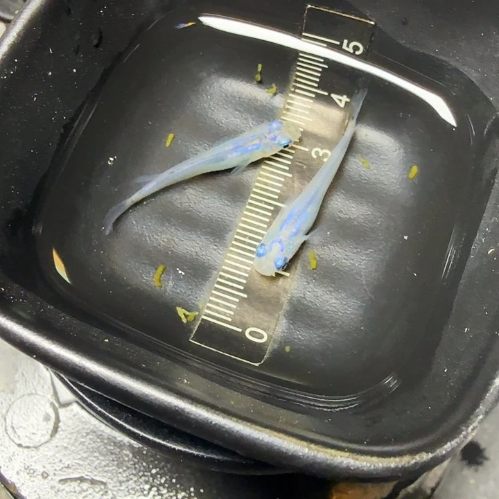 青鳉鱼11号拍品水滴