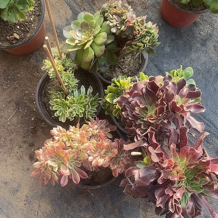 小缀化套餐福利5颗包邮