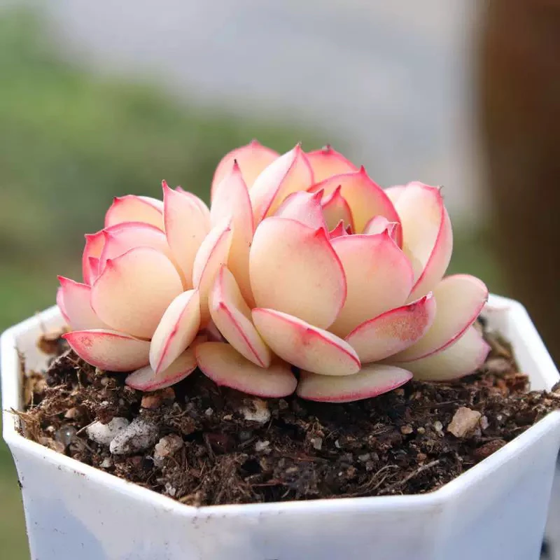 【满9.9包邮】穴盘牡丹亭帕拉梅拉3颗3-4cm多肉直播间展示为主