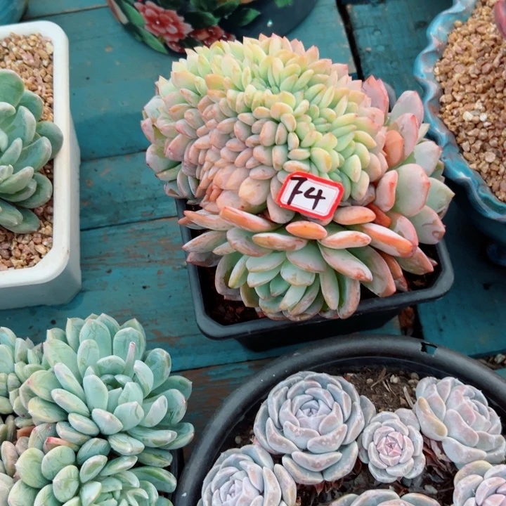 康*华精品多肉植物老桩