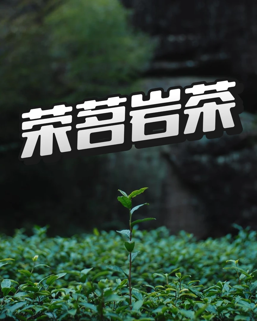 荣茗岩茶 改价链接888