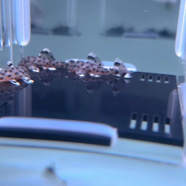 清道夫鱼26-057瑕疵老鼠斑3条
