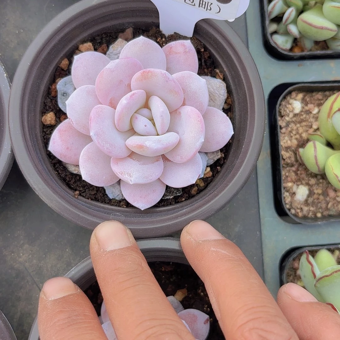 D559粉雪莲yi eu yi pai