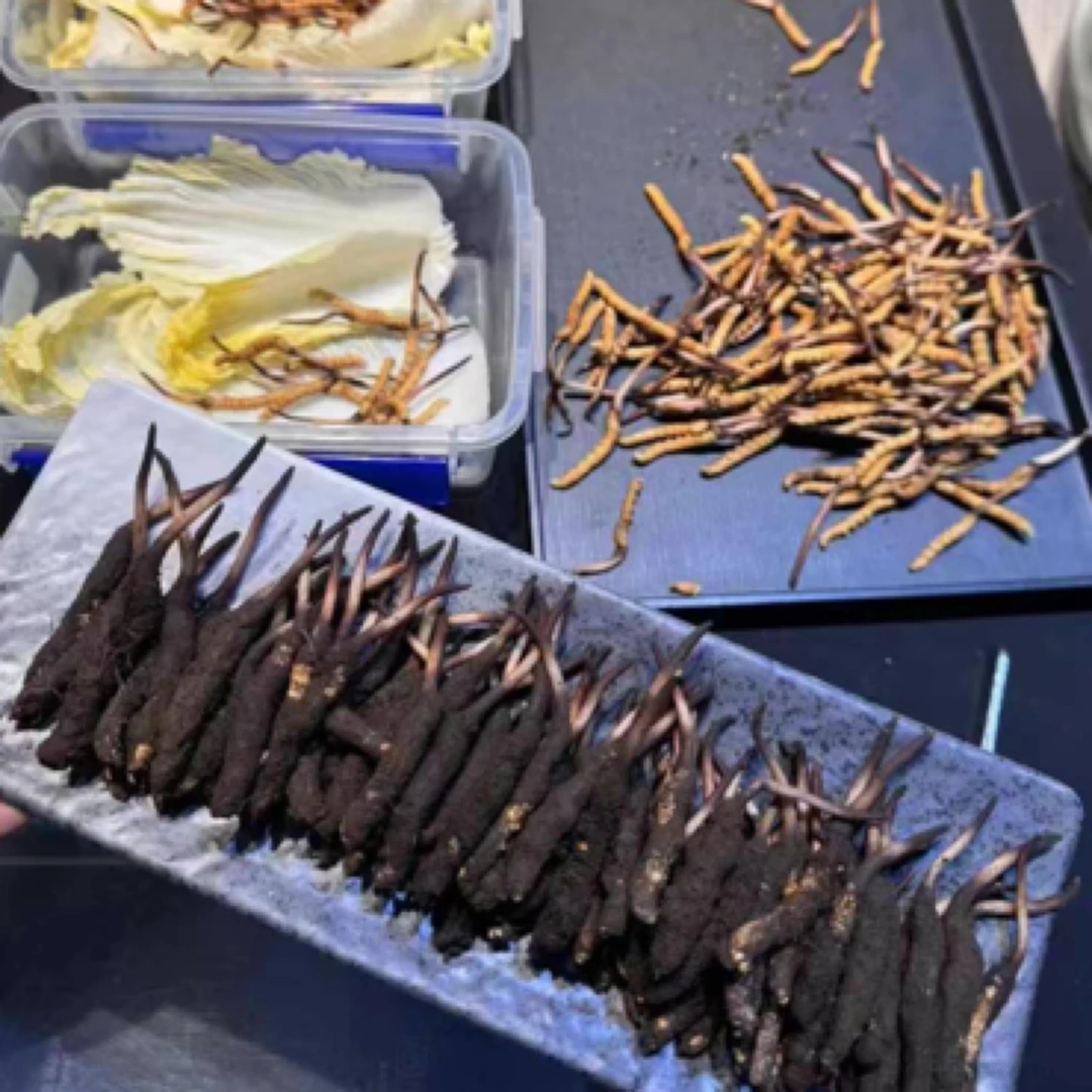 [0.7-0.8克/根]2025年新鲜冬虫夏草 女人帮章姐西藏直选