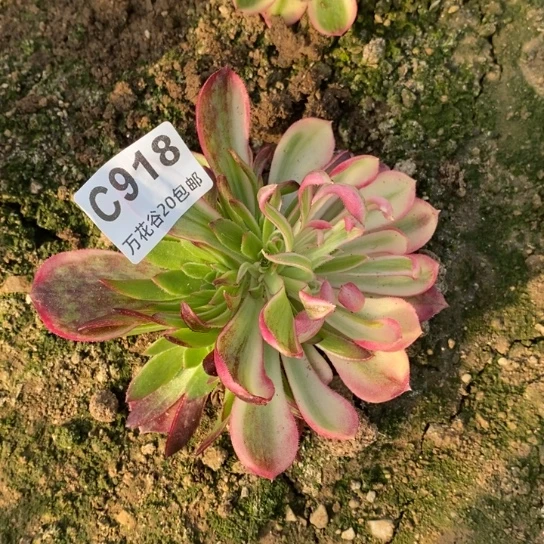 918海王变异多肉植物