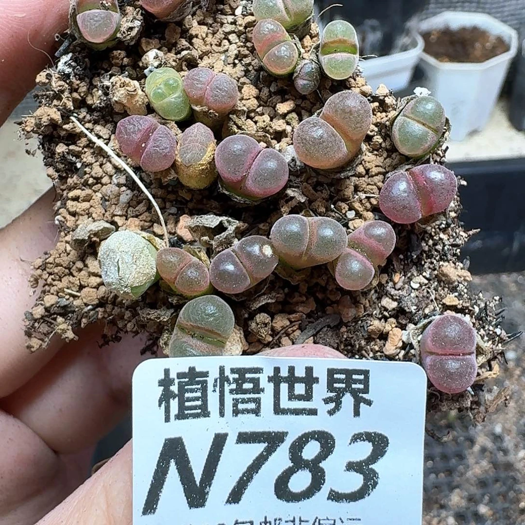 多肉植物的润泽徐