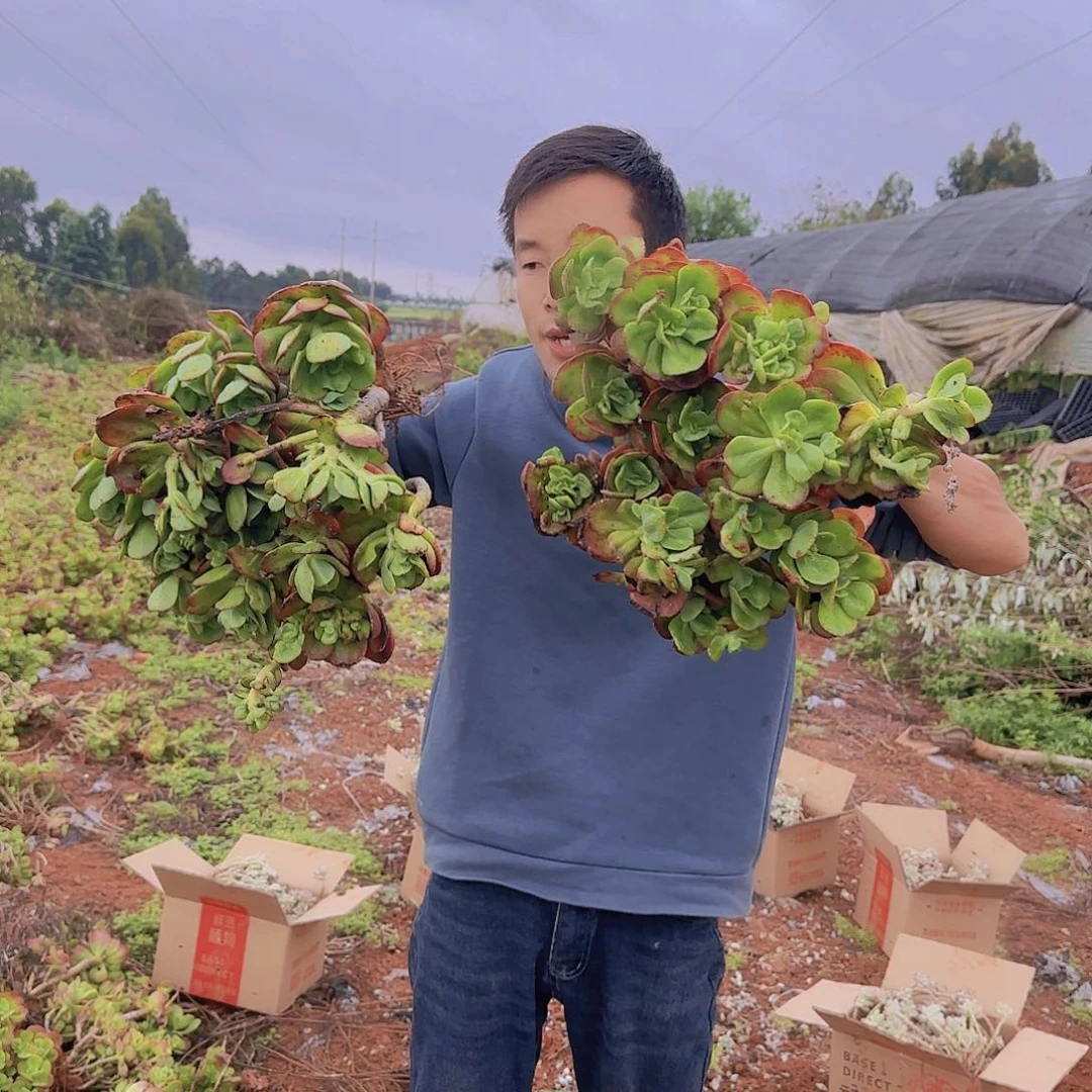 地栽红梅多肉2颗