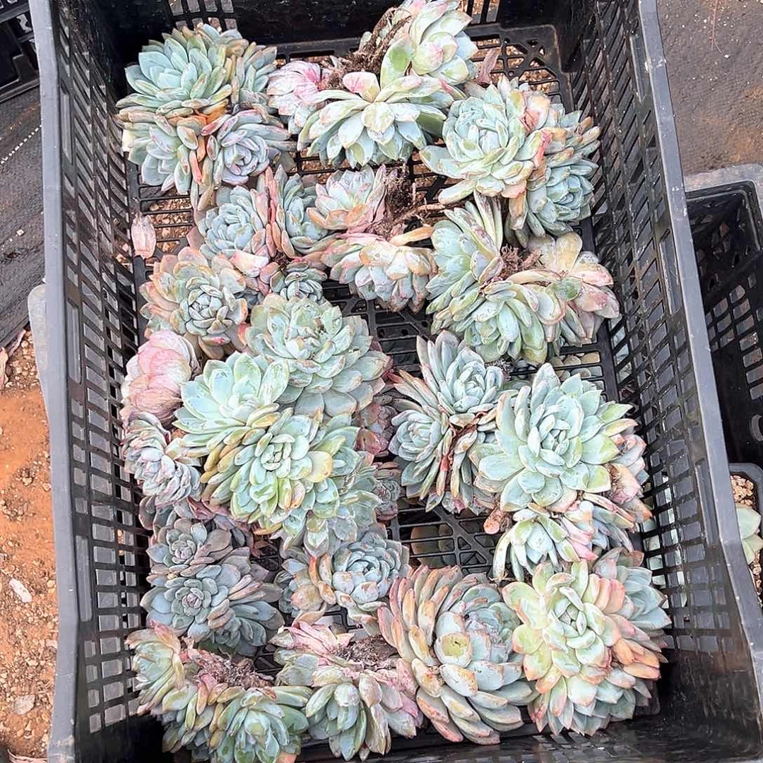 醒***醒多肉植物一物一拍