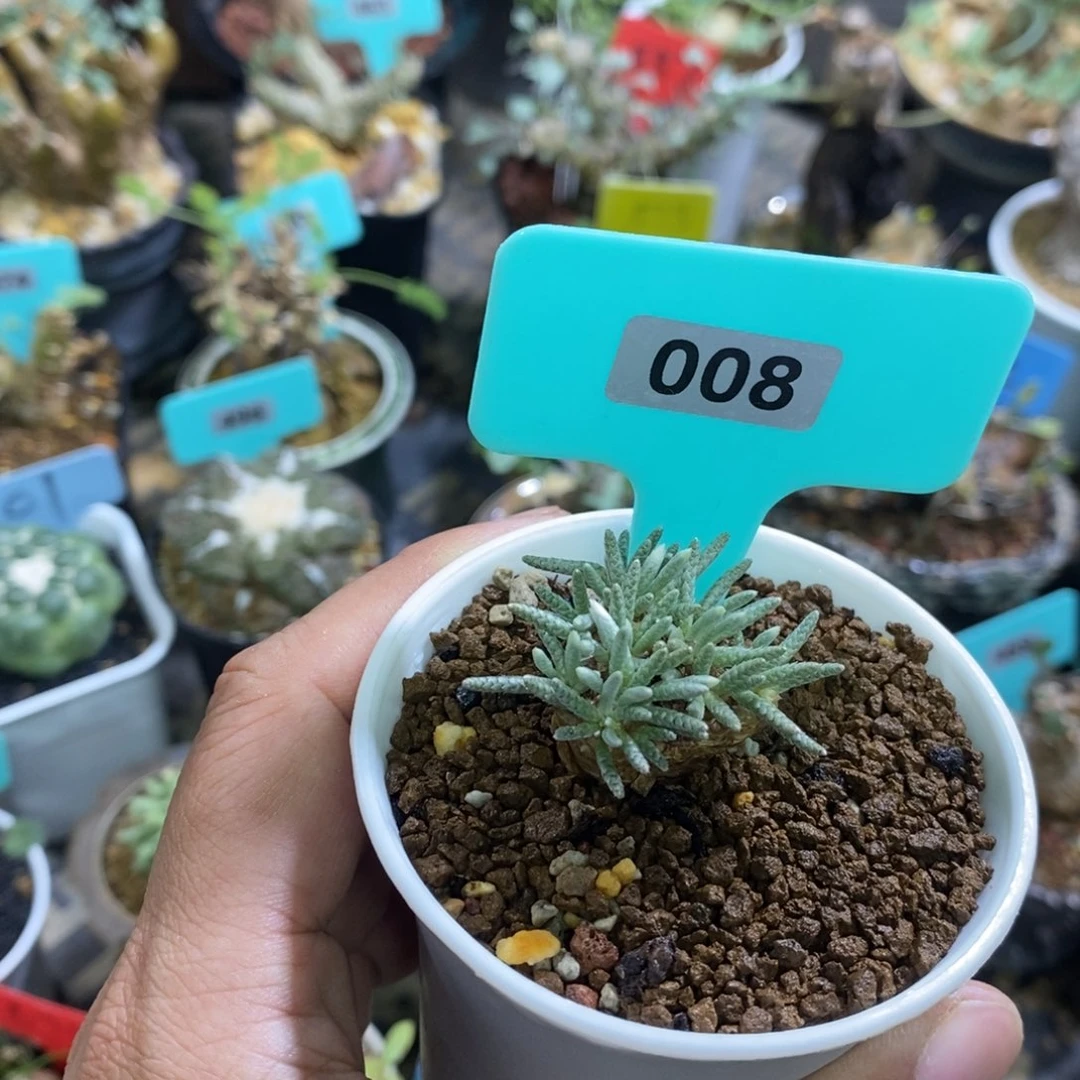 任锦多肉植物一个多肉