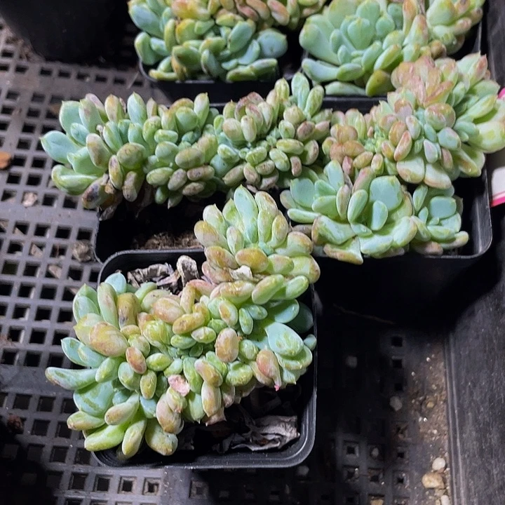 缀化珍妮带盆土发货