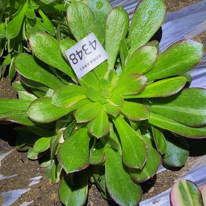 4348韶秀七彩多肉植物