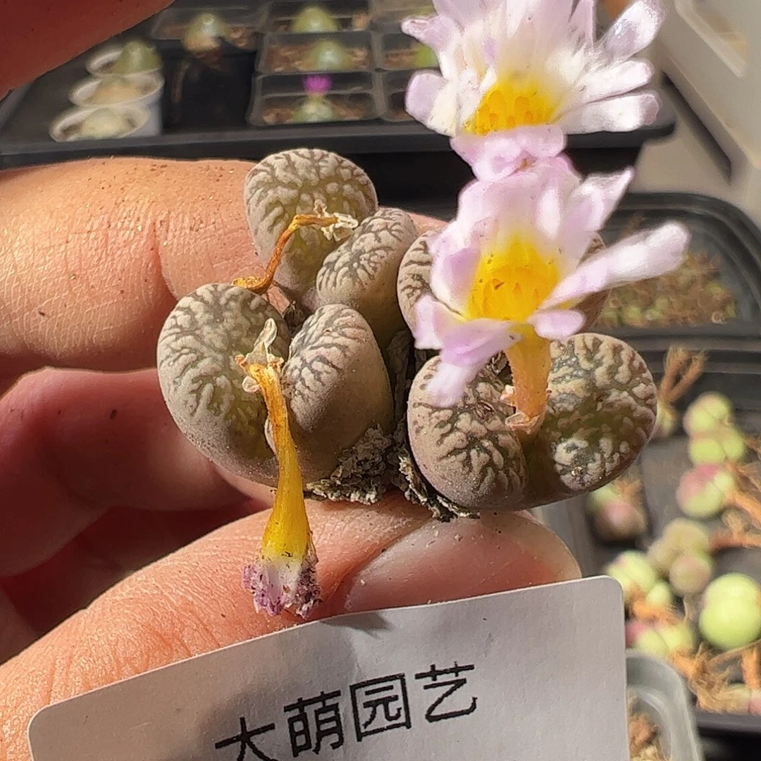 一物一拍。      83