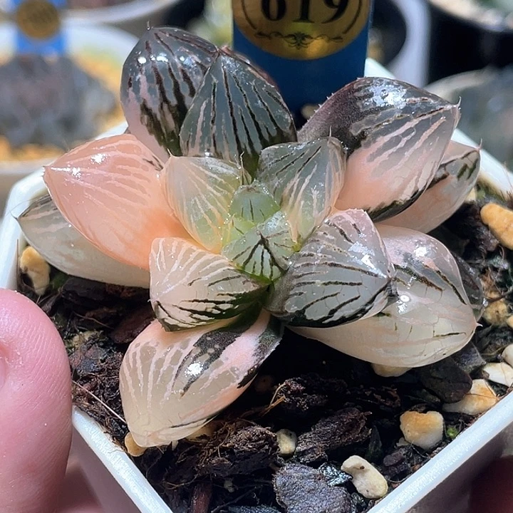 619赤焰玉露理学院福利