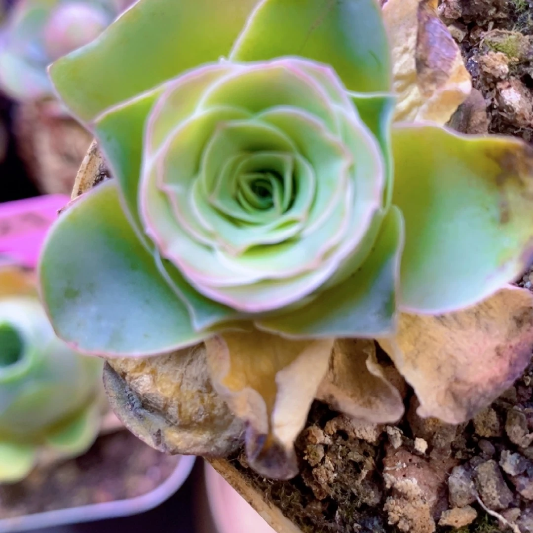 山地玫瑰下播福利一物一拍646绝影