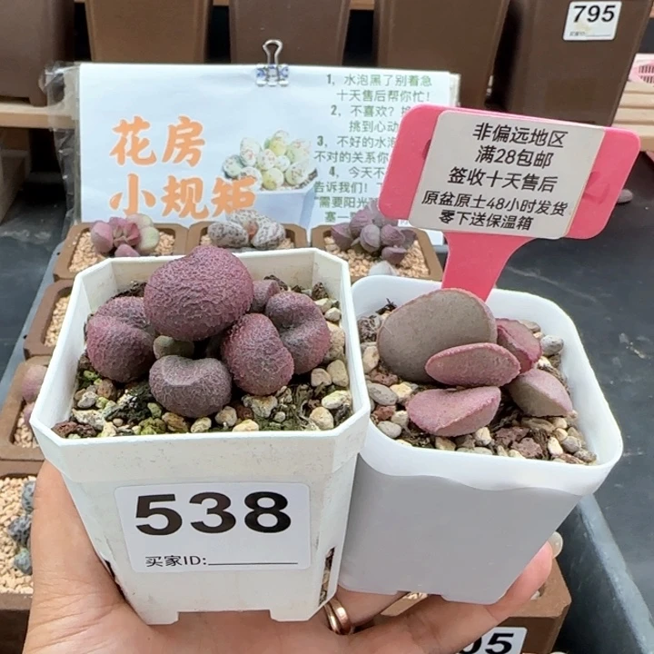 538水蜜桃妖姬多肉植物