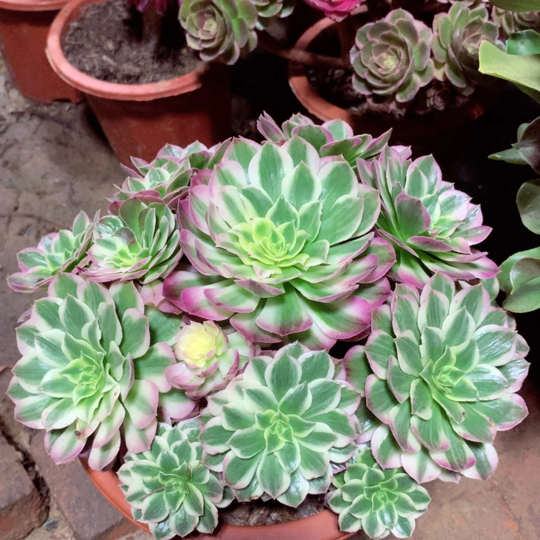 海王捧花，多肉植物