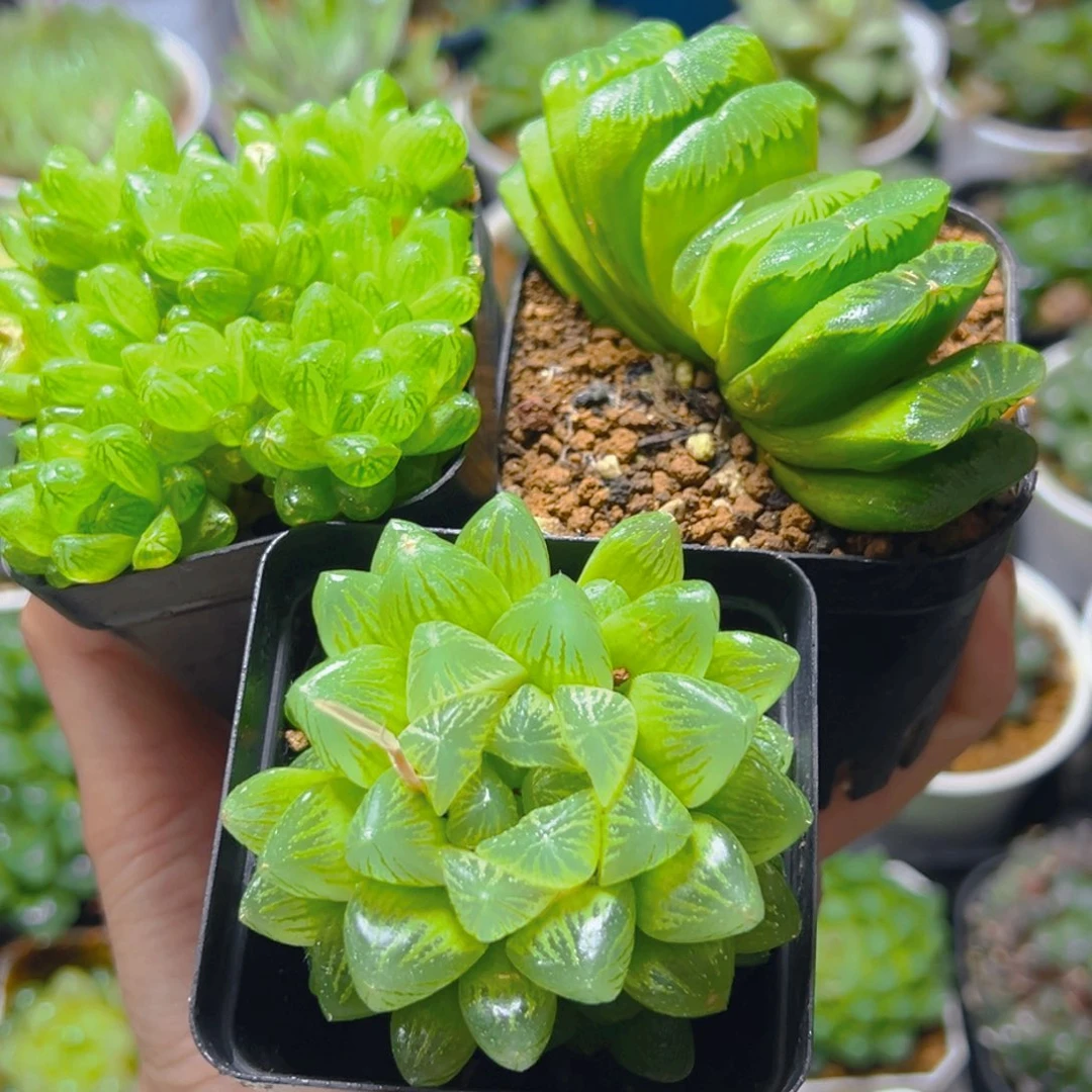 玉扇+草水晶群+雪花玉露