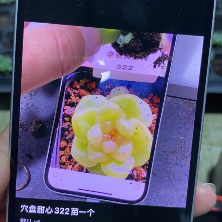 甜心322芽苗一个多肉