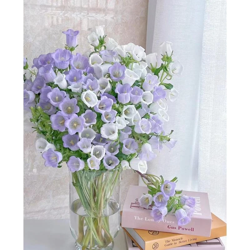 【风铃花1把】云南基地直发