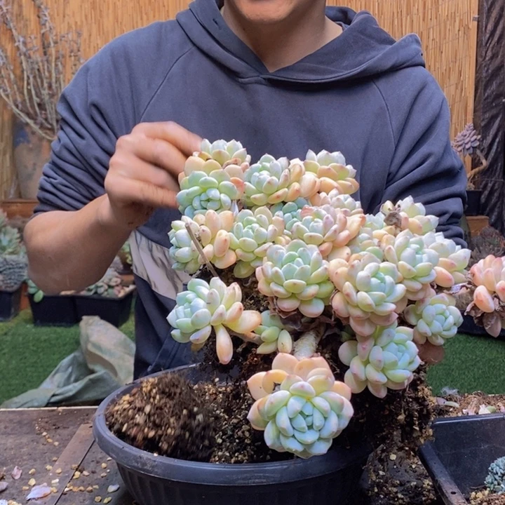 向***葵491 号冷香多肉植物