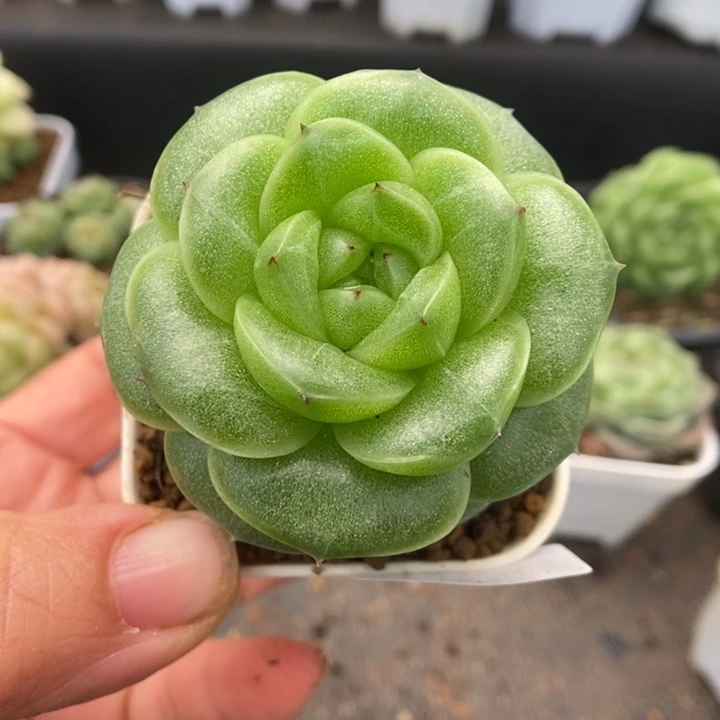 一物一拍一物一拍1118-468