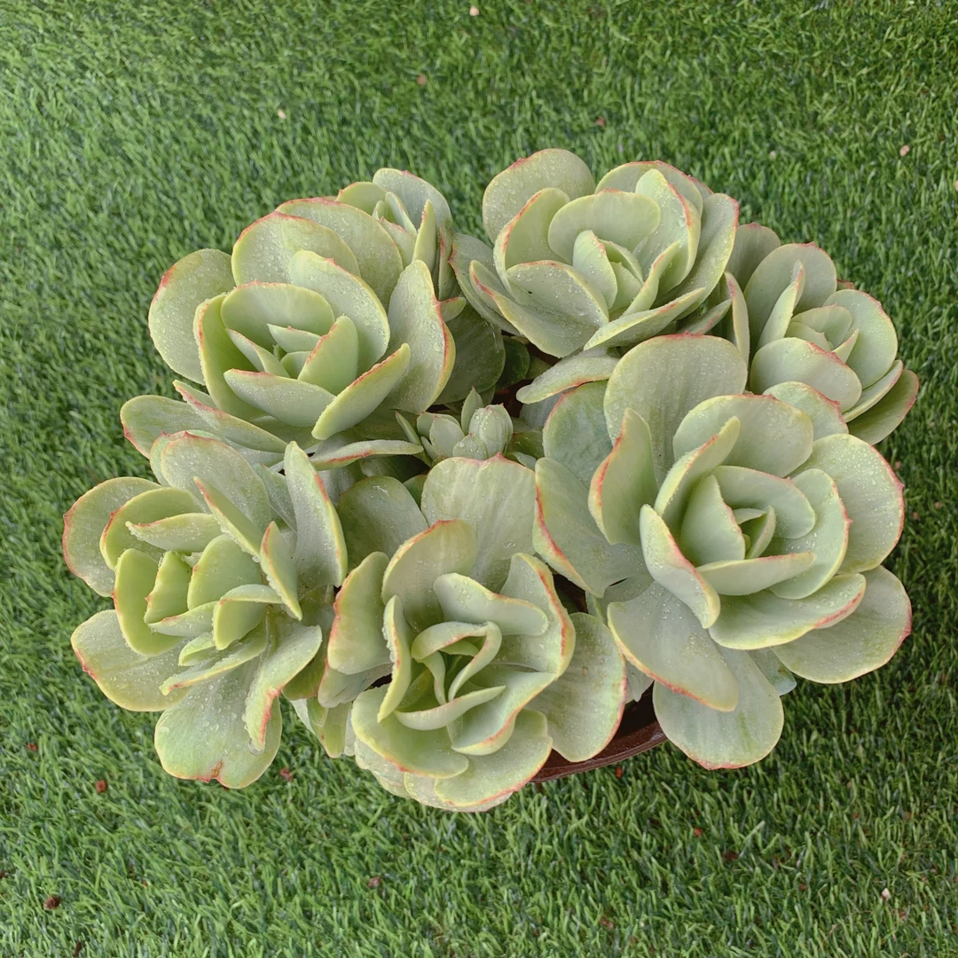 碧桃锦群11-14CM【花界草堂】精品多肉阳台盆栽新手易养一单包邮