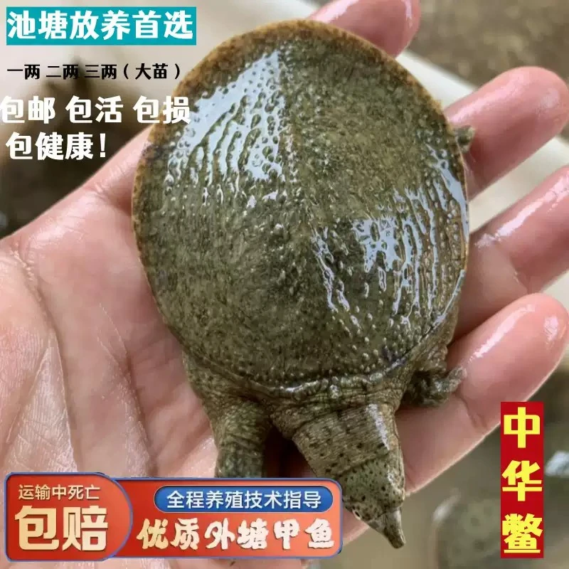 活苗淡水苗养殖外塘中华鳖苗水鱼王八团鱼鲜活小王八甲鱼