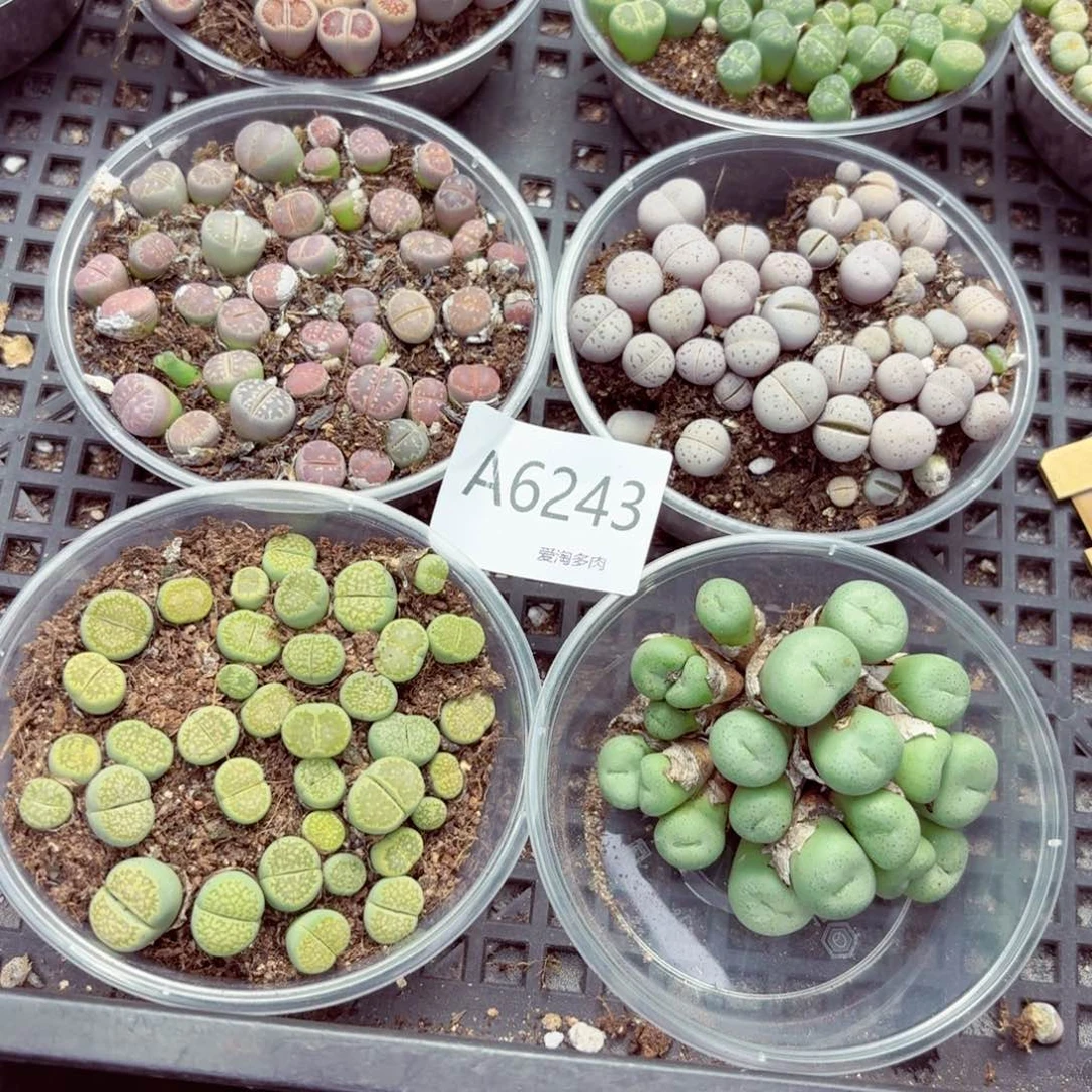 6243—生石花 生石花