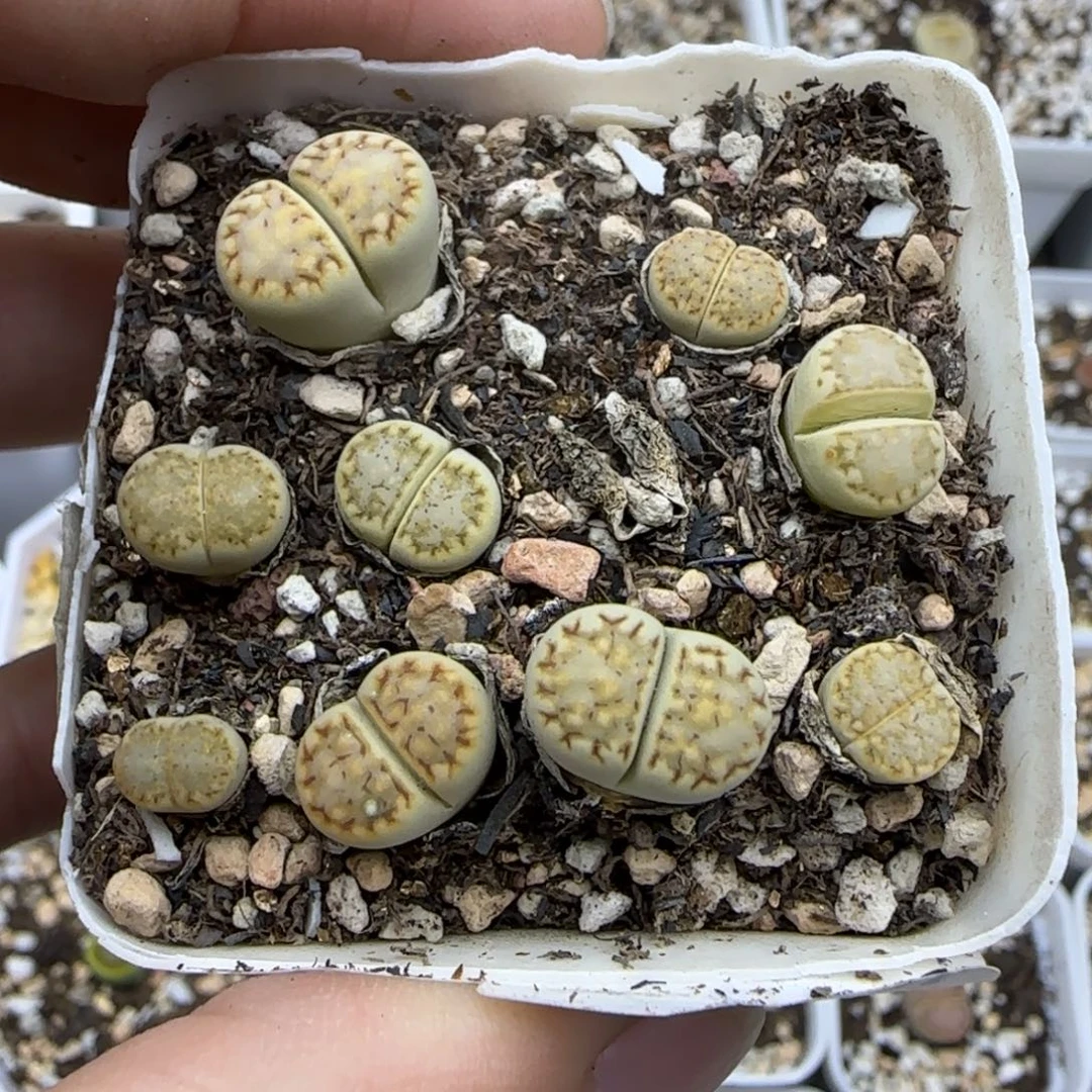 一盒黄绿饼干清框福利30包邮