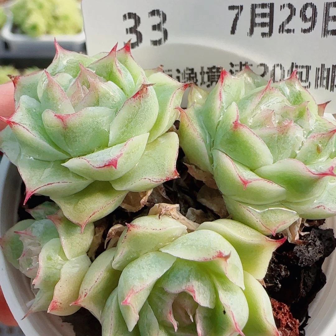 花语逸镜0729-33女王