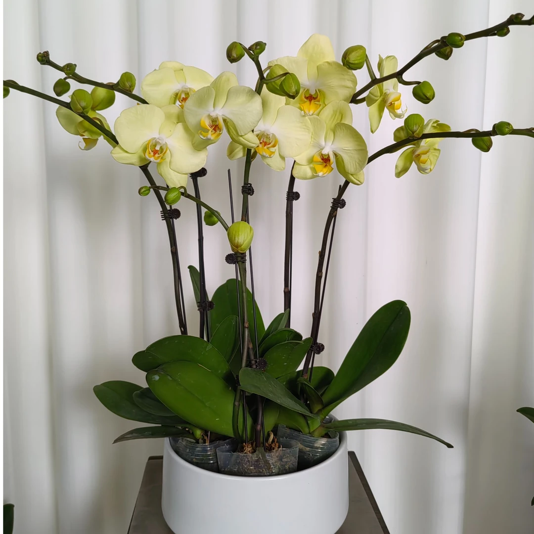 【蝴蝶兰-方美神话】趣味美观客厅前台办公室室内蝴蝶兰盆栽