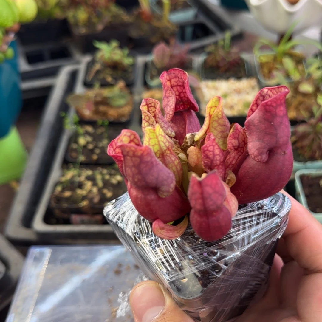 完全开放紫瓶子草西尔维子