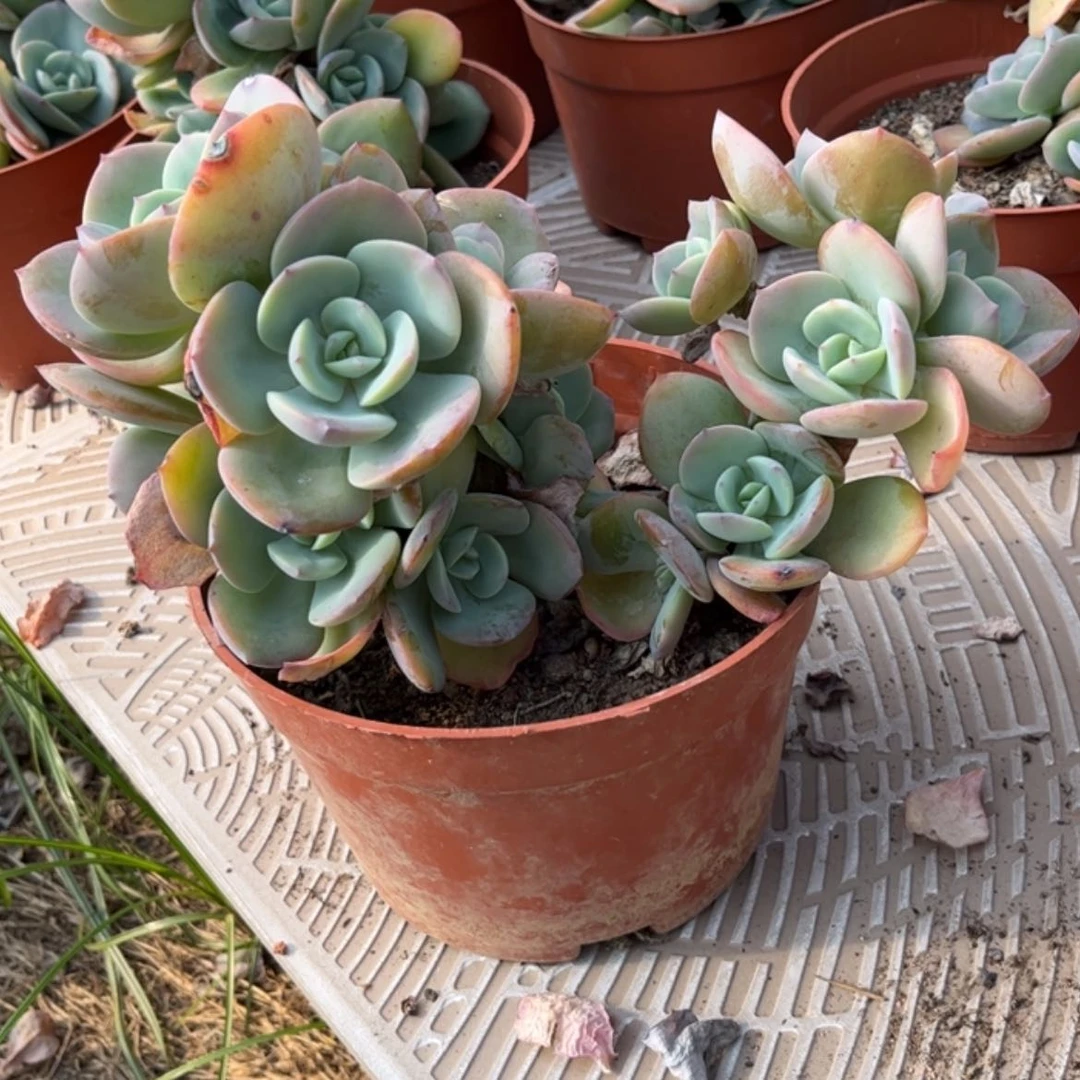 【闪购商品】无花朵紫*珠