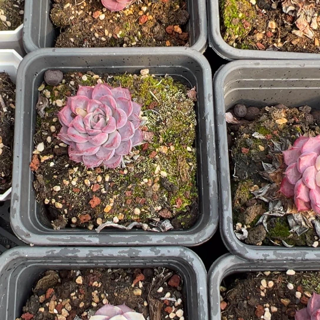 紫色989999999脱土发