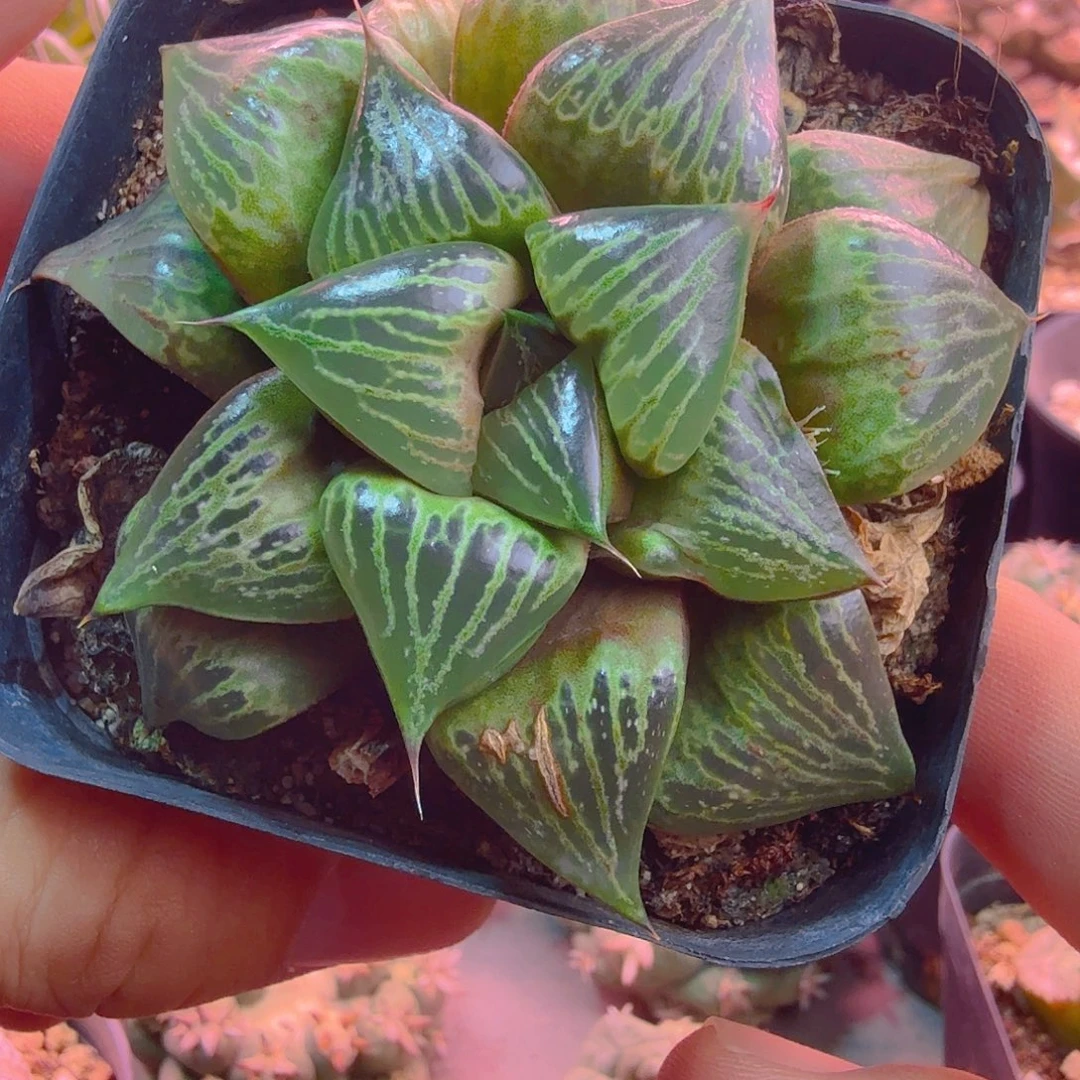 实生丸叶青蟹多肉植物