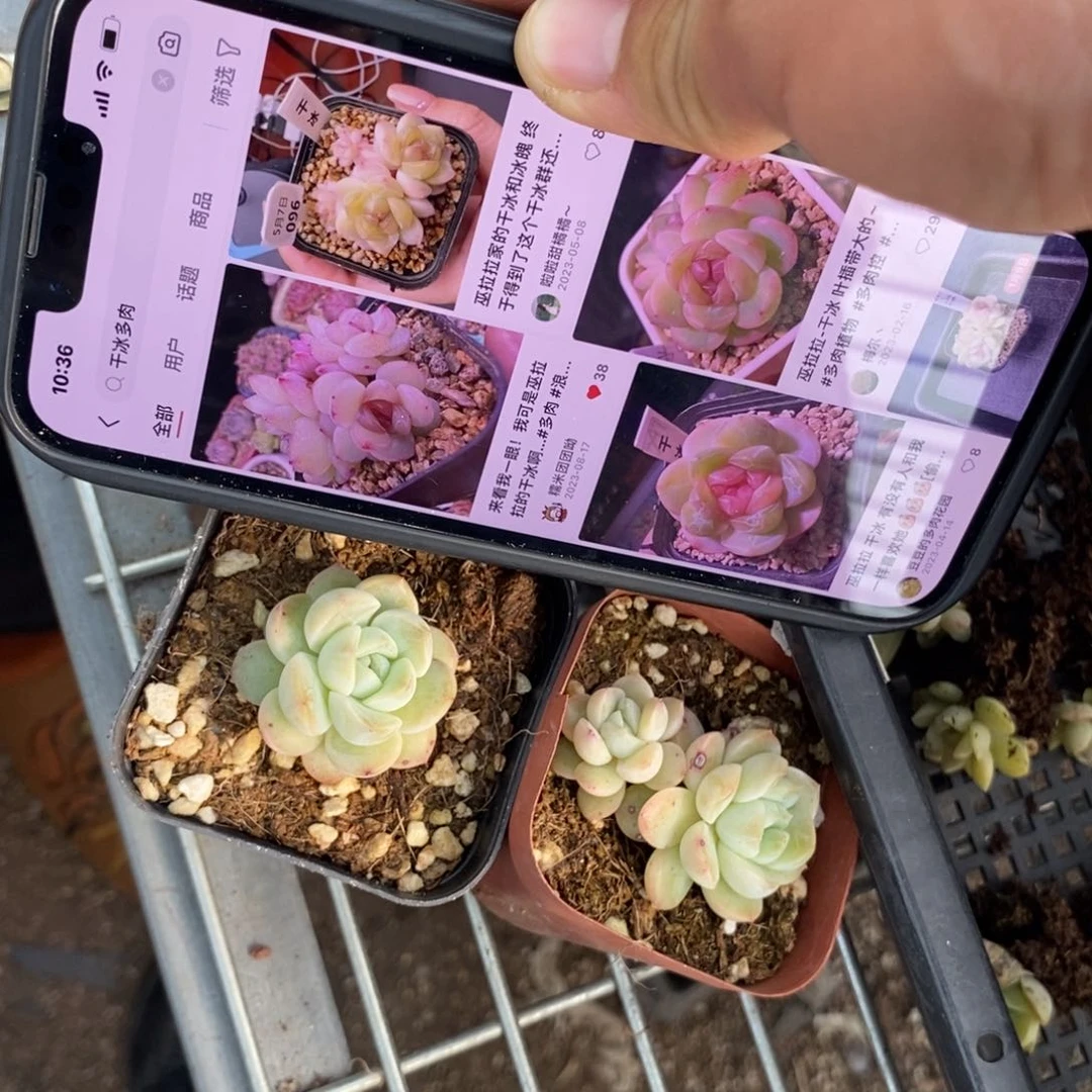 上盆干冰一个多肉量拍单双混发